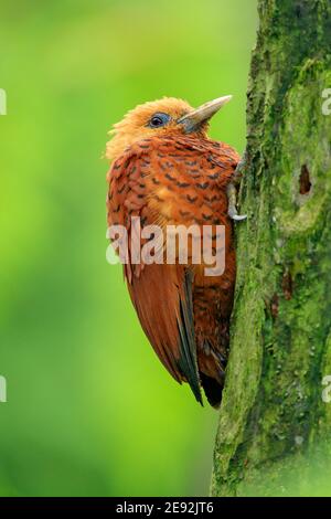 Chestnut-coloured Woodpecker, Celeus castaneus, brawn bird with red face from Costa Rica. Woodpecker with yellow crest and red face, sitting on the tr Stock Photo