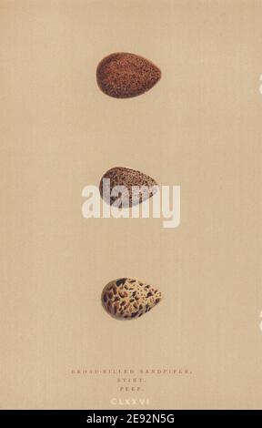 BRITISH BIRD EGGS. Broad-Billed Sandpiper. Stint.Peep. MORRIS 1896 old print Stock Photo