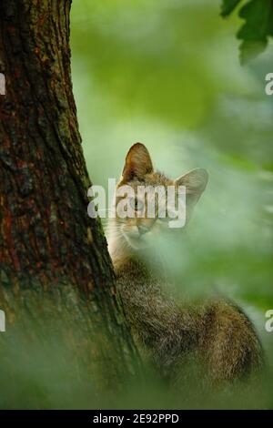 Wild Cat, Felis silvestris, animal in the nature tree forest habitat, hiden in the green leaves, Central Europe. Stock Photo