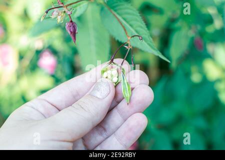 Himalayan balm seeds in hand close up photo. Policeman Helmet plant, Bobby Tops, Invasive asian plant species Stock Photo