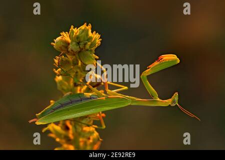 Evening light with insect. Mantis on flower, Mantis religiosa, beautiful evening sun in Czech republic. Wildlife scene from spring nature. Stock Photo