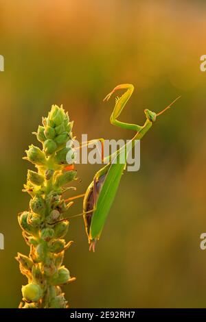 Evening light with insect. Mantis on flower, Mantis religiosa, beautiful evening sun in Czech republic. Wildlife scene from spring nature. Stock Photo