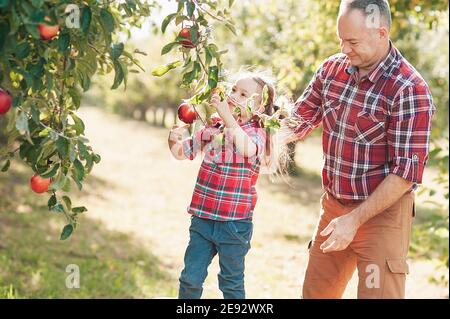 grandfather with granddaughter harvesting fresh red apple on huge garden. Harvest Concept. Child eating fruits at fall. Senior man pleased with apple Stock Photo