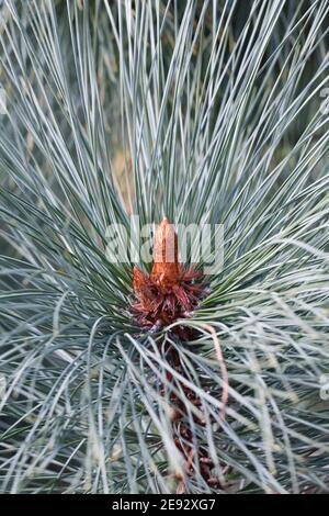 Pinus montezumae 'Sheffield Park' cones. Stock Photo
