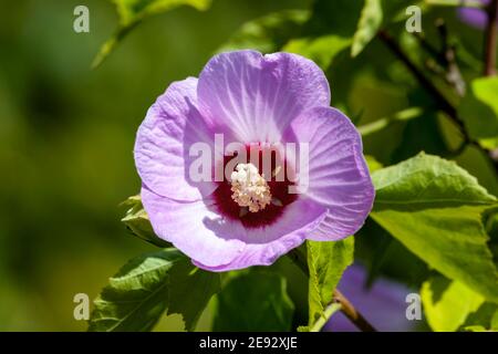Hibiscus sinosyriacus 'Lilac Queen' a summer flowering shrub plant with a lilac purple summertime flower commonly known as Chinese Rose of Sharon or R Stock Photo