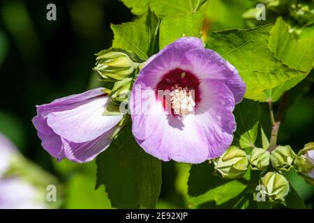 Hibiscus sinosyriacus 'Lilac Queen' a summer flowering shrub plant with a lilac purple summertime flower commonly known as Chinese Rose of Sharon or R Stock Photo