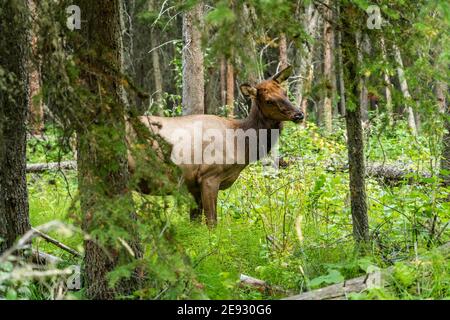 Wild doe elk resting in forest. Fenland Trail in summer sunny day. Banff National Park, Canadian Rockies. Alberta, Canada. Stock Photo