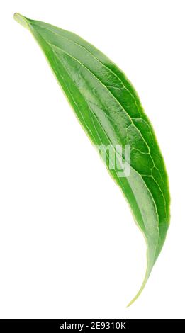 Peach green leaf isolated on white background with clipping path. Full depth of field. Stock Photo