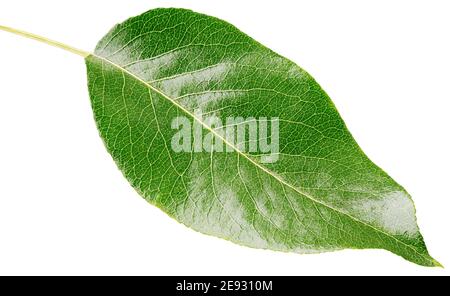 Pear green leaf isolated on white background with clipping path Stock Photo