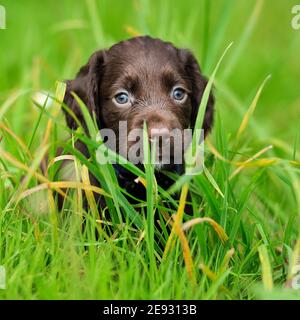 English Cocker Spaniel Dog puppy Stock Photo