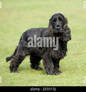 English Cocker Spaniel Dog Stock Photo