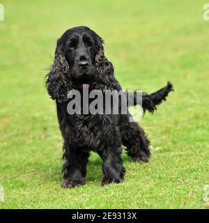 English Cocker Spaniel Dog Stock Photo