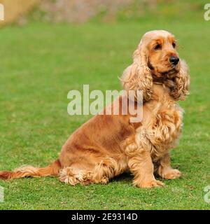 English Cocker Spaniel Dog Stock Photo