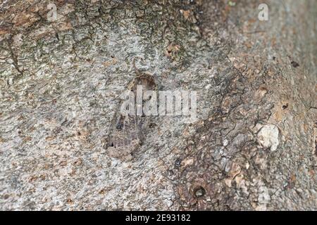 Large Yellow Underwing moth (Noctua pronuba) Stock Photo