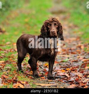 English Cocker Spaniel Dog Stock Photo