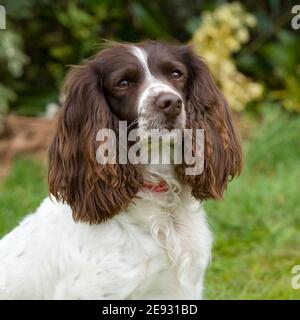 English springer Spaniel Dog Stock Photo