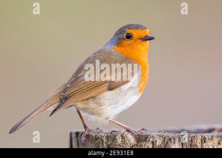 Side view of a UK robin bird  (Erithacus rubecula) with head turned towards the front, isolated outdoors standing alert on a log. Stock Photo