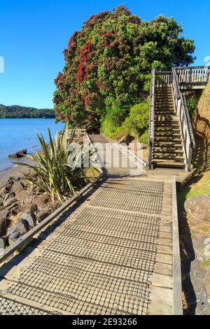 Coastal boardwalk in Raglan, New Zealand, with a flowering pohutukawa tree Stock Photo