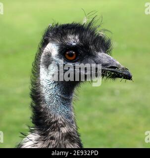 Emu (Dromaius novaehollandiae) Second-largest living bird by after its the ostrich.Endemic to Australia.Soft-feathered, brown, flightless,with long necks and legs,reach up to 1.9 metres in height Stock Photo
