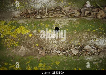 Green moss and yellow lichen on old slate. Stock Photo