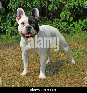 french bulldog Stock Photo