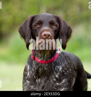 german wirehaired pointer, GWP Stock Photo