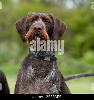 gwp, german wirehaired pointer, undocked Stock Photo