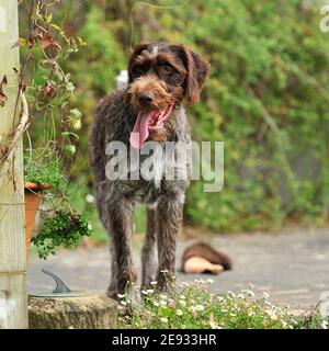 german wirehaired pointer Stock Photo