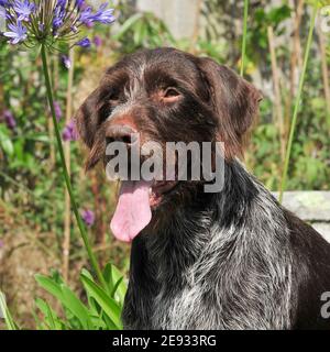 german wirehaired pointer Stock Photo