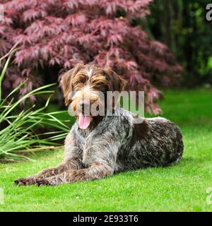 german wirehaired pointer Stock Photo