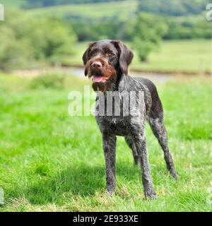 GWP, German wirehaired pointer Stock Photo