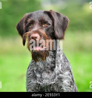 GWP German Wirehaired pointer Stock Photo
