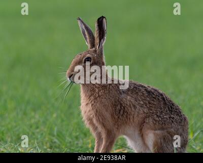 Brown Hare eating shoots of wheat crop Stock Photo