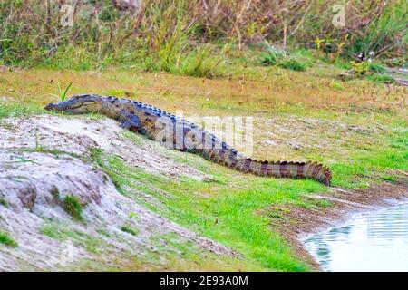 Mugger Crocodile, Crocodylus palustris, Wetlands, Royal Bardia National Park, Bardiya National Park, Nepal, Asia Stock Photo