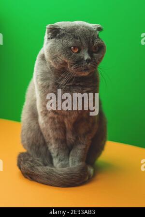 Creative and breathtaking cat studio portrait in a full-growth, cute scottish fold breed, on a two tone background Stock Photo