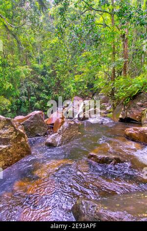 Rainforest River, Sinharaja National Park Rain Forest, Sinharaja Forest Reserve, World Heritage Site, Sri Lanka, Asia Stock Photo