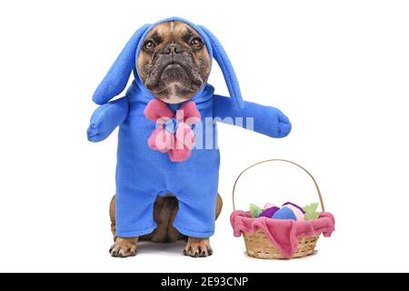 French Bulldog dog dressed up with Easter bunny costume with blue full body suit next to  Easter basket with eggs isolated on white background Stock Photo