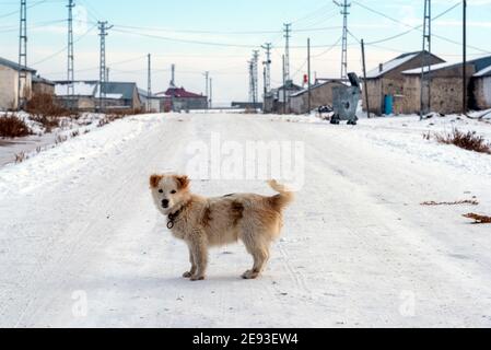 cute dog on village street, ground is snow.Winter time.. Stock Photo