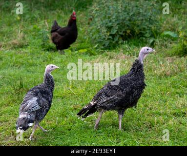 Bronze Turkeys Stock Photo