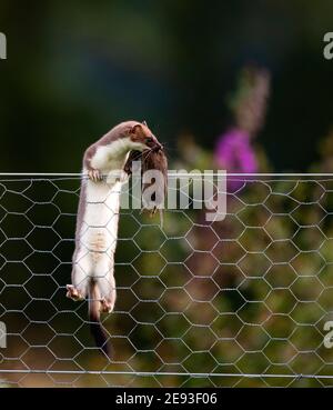 Stoat with a caught Vole Stock Photo