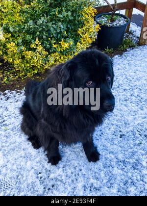 Purebread newfoundland black dog sits in the snow looking up at the camera Stock Photo