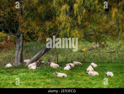 Scottish Blackface Sheep, Glen Lyon, Scotland Stock Photo