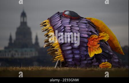 Dresden, Germany. 02nd Feb, 2021. An installation made of wood and fabric in the shape of a fish stands on the banks of the Elbe against the historic backdrop of the Old Town with the Frauenkirche. Credit: Robert Michael/dpa-Zentralbild/dpa/Alamy Live News Stock Photo