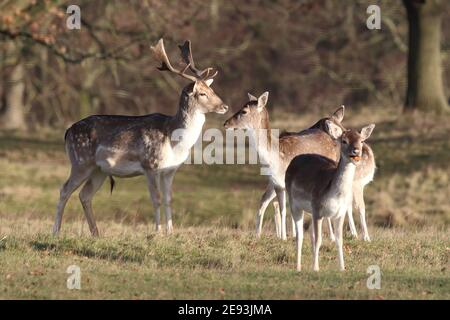 Fallow Deer (Dama dama) buck and does Stock Photo