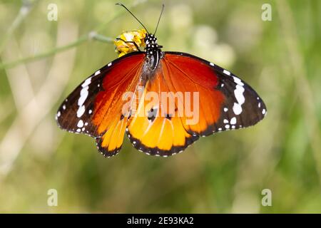 Selective focus shot of a beautiful Danaus chrysippus butterfly Stock Photo