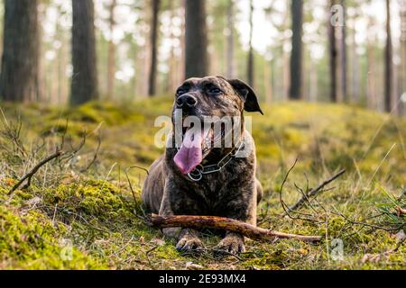 Pitbull in a forest during springtime playing Stock Photo