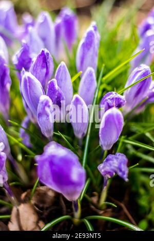 Violet crocuses after frosty morning covered with water droplets Stock Photo
