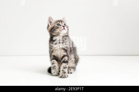 Cute gray cat kid animal with interested, question facial face expression look side on copy space. Small tabby kitten on white background. Stock Photo