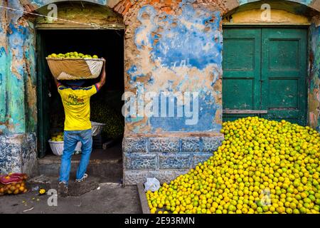 A Colombian worker carries a basket loaded with green oranges (for juicing) in an open-air fruit market in Barranquilla, Colombia. Stock Photo