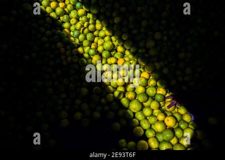 Fingers of an Afro-Colombian worker loading green oranges into baskets are seen in a storage room of the fruit market in Barranquilla, Colombia. Stock Photo